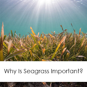  Why Is Sea Grass Important?
